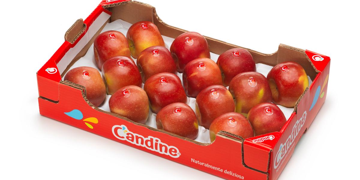Avvio per la mela Candine con volumi più che raddoppiati